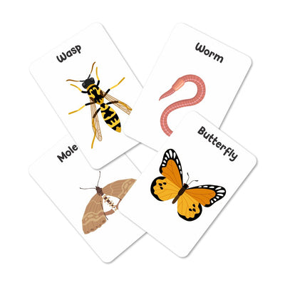 Insects & Other Small Animals Flashcards