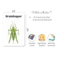 Insects & Other Small Animals Flashcards