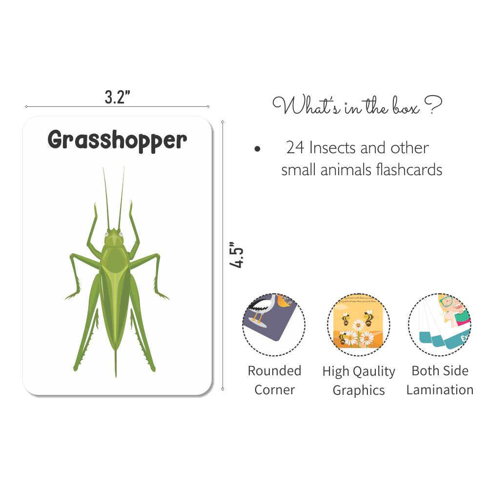 Insects & Other Small Animals Flashcards