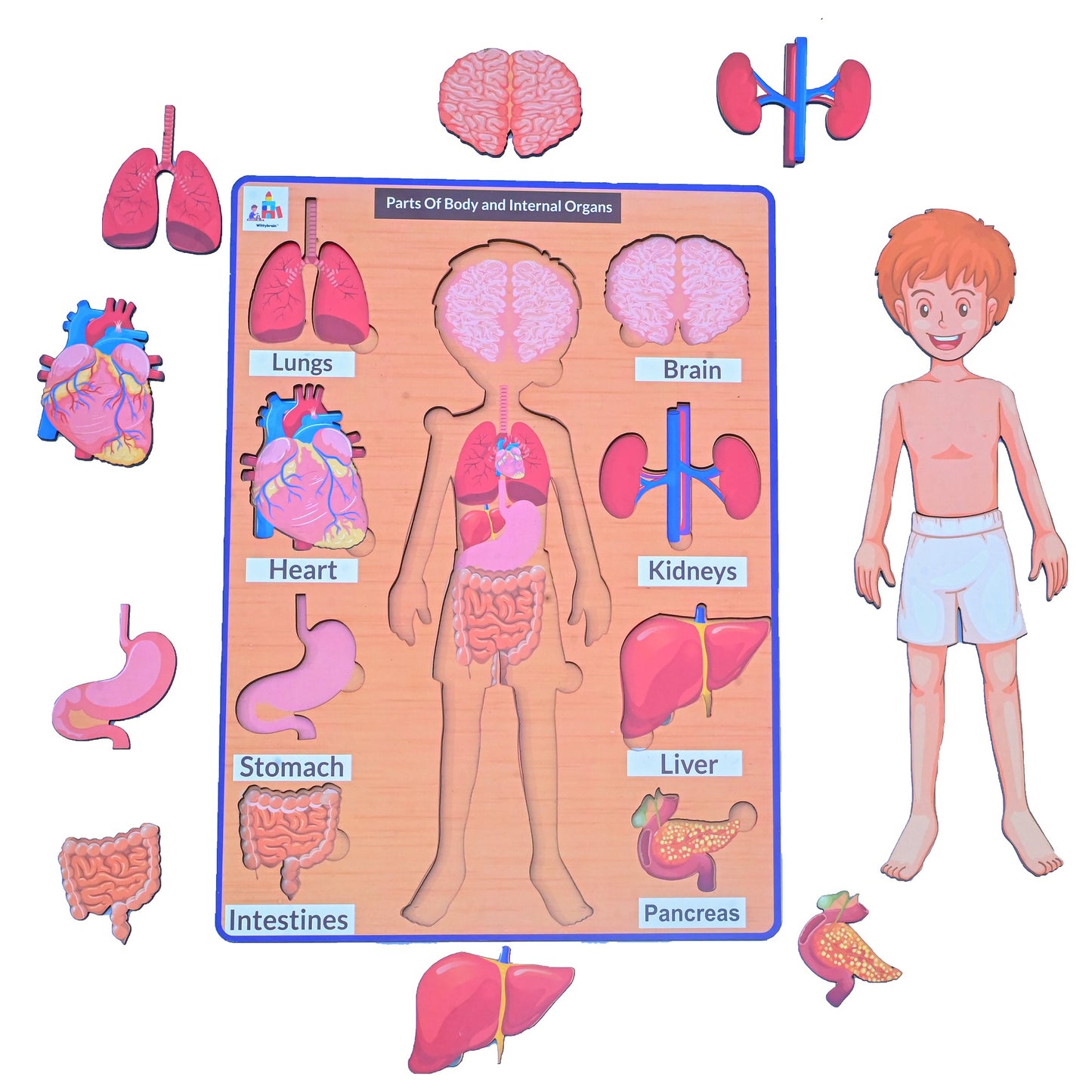 Internal Organs of Body Learning Board