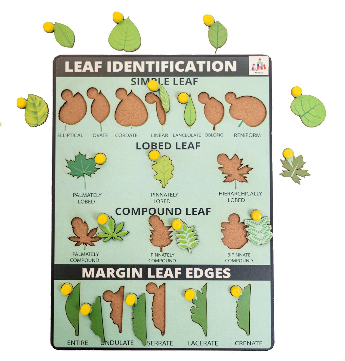 Leaf Identification Learning Board