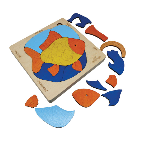 Wooden Life Cycle of a Fish