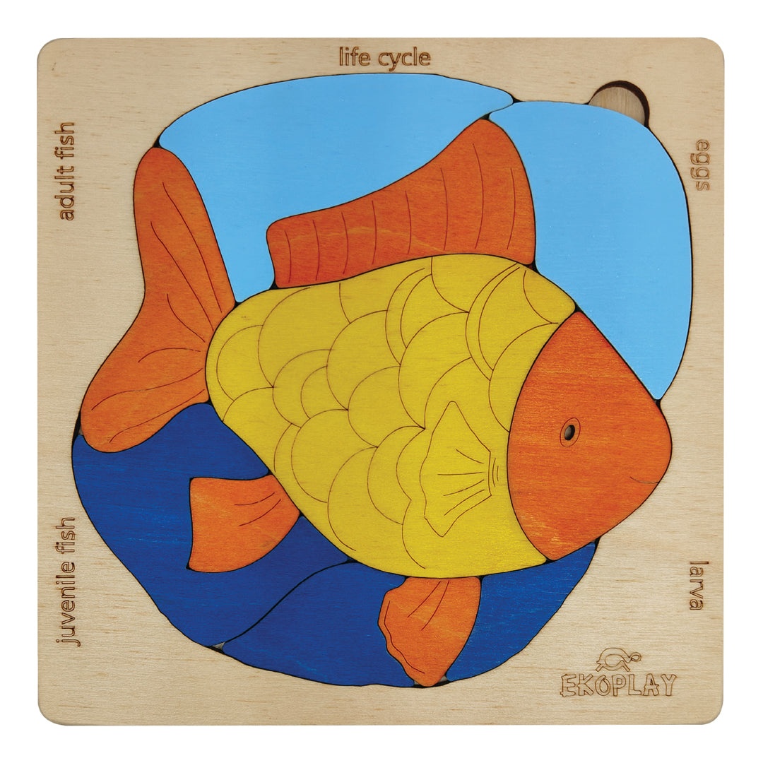 Wooden Life Cycle of a Fish