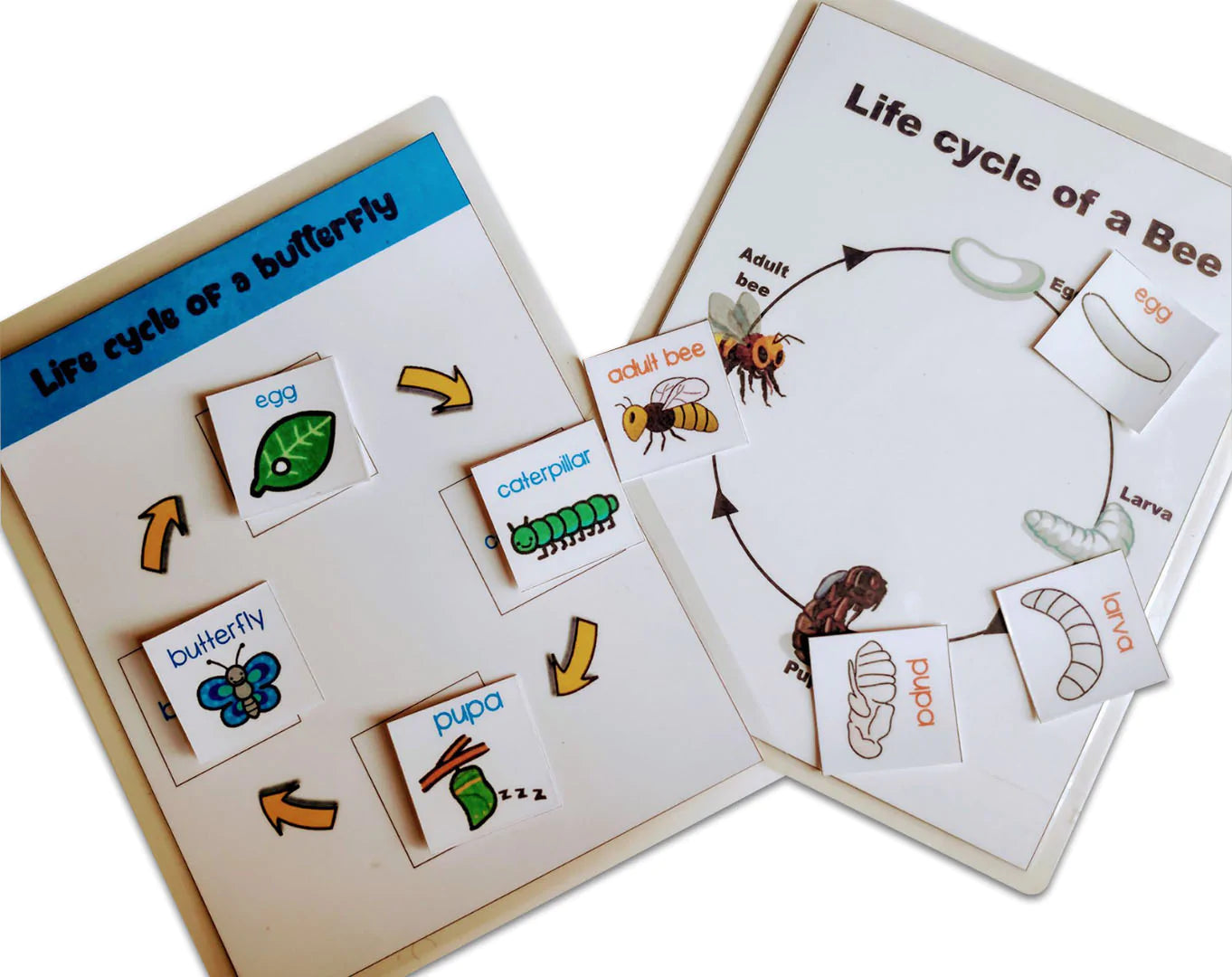 Buy 4 Lifecycle Activity (Bee, Butterfly, Frog and Chicken) - Picture Cards - SkilloToys.com