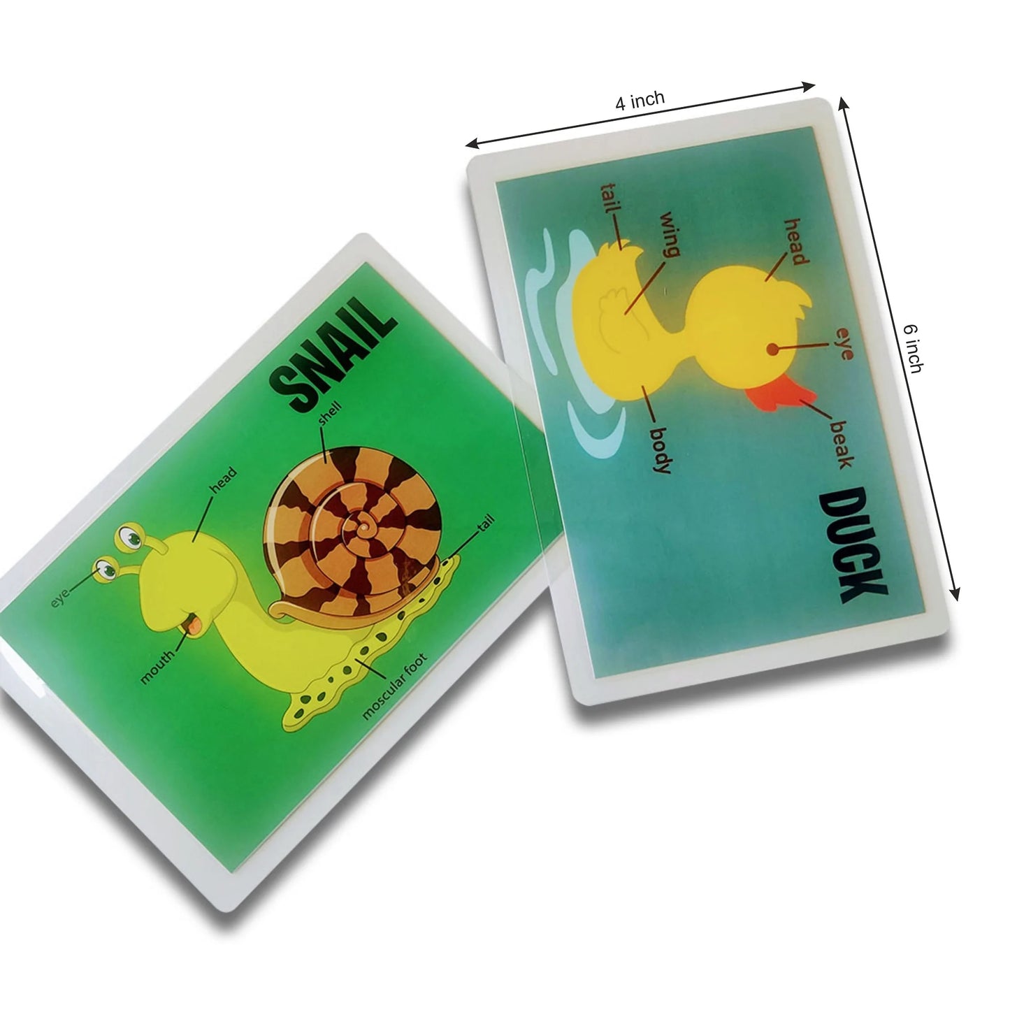 Animal Body Parts Flashcards - Pack of 10