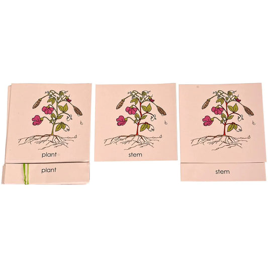 Buy Kidken Montessori Nomenclature Cards Educational Toy - Parts of Plant - SkilloToys.com