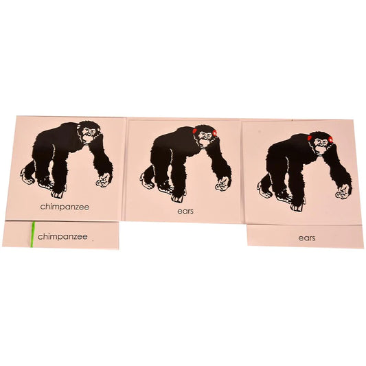 Buy Kidken Montessori Nomenclature Learning Cards - Chimpanzee - SkilloToys.com