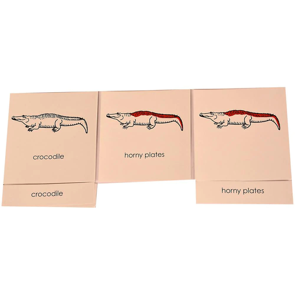 Buy Kidken Montessori Nomenclature Learning Cards - Crocodile - SkilloToys.com