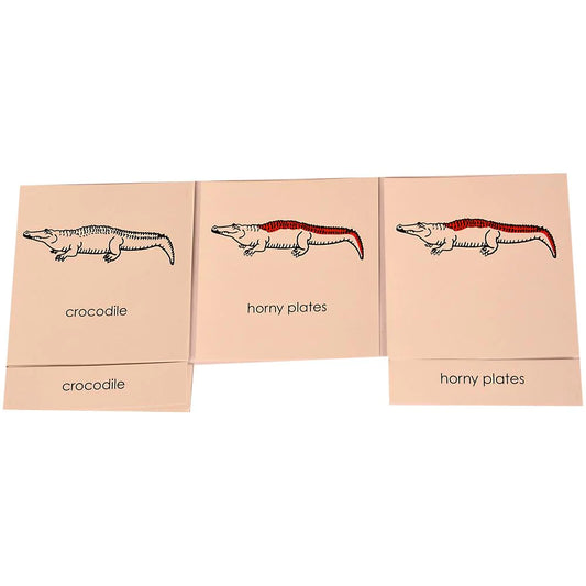Buy Kidken Montessori Nomenclature Learning Cards - Crocodile - SkilloToys.com
