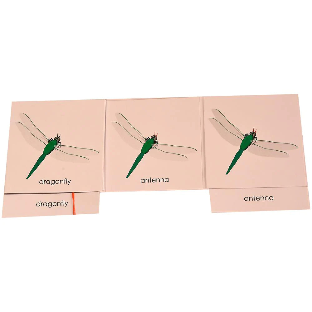 Buy Kidken Montessori Nomenclature Learning Cards - Dragonfly - SkilloToys.com