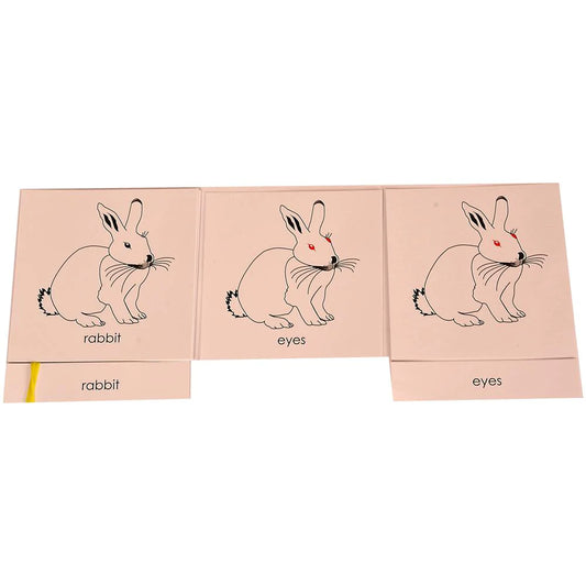 Buy Kidken Montessori Nomenclature Learning Cards - Rabbit - SkilloToys.com