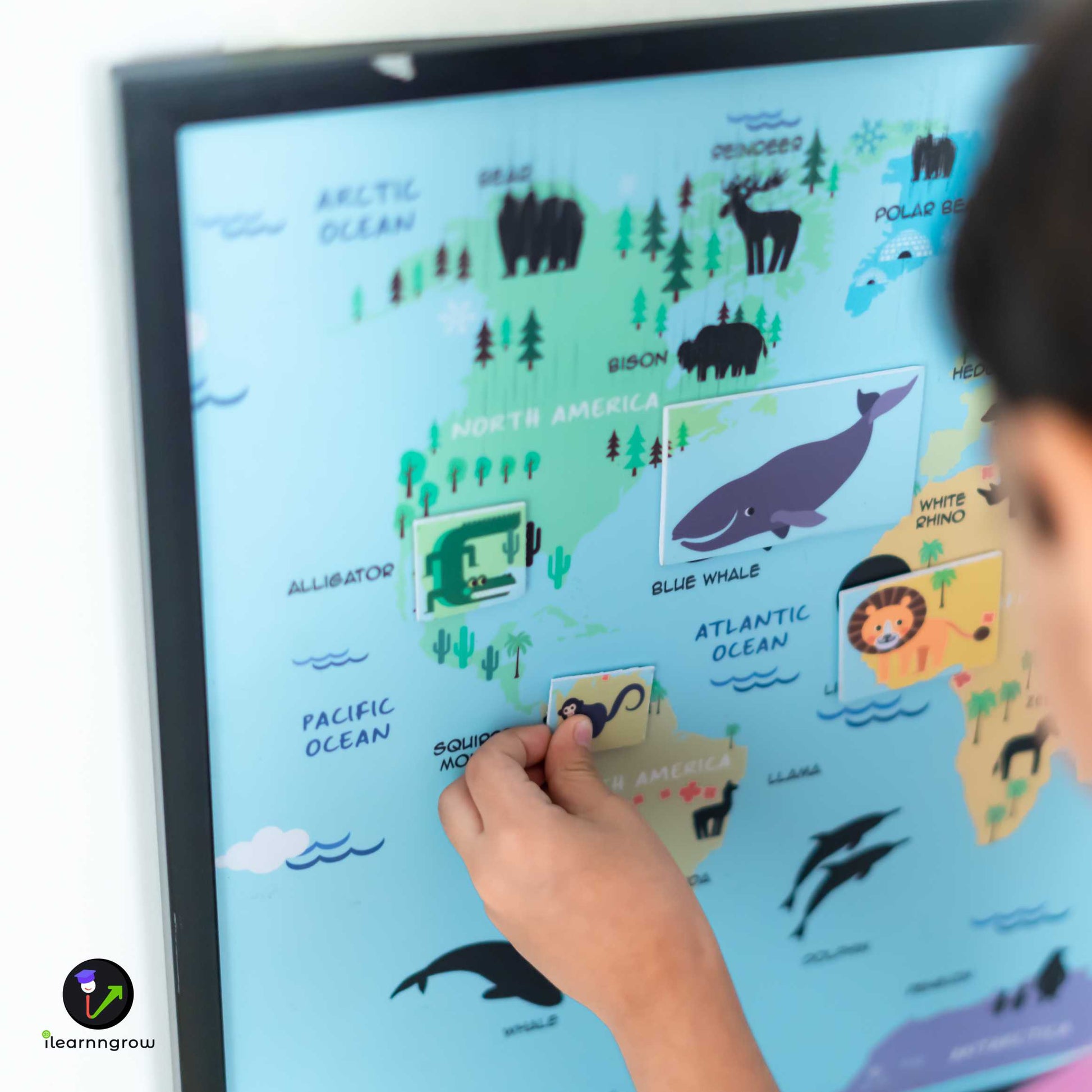 Buy Animals Found in the Continent Magnetic Wooden Board - SkilloToys.com