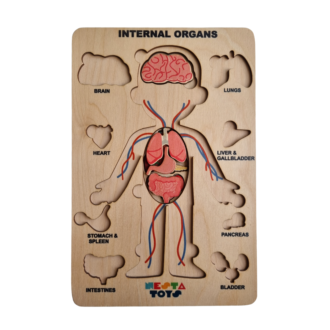 Buy Human Body Internal Organs Wooden Puzzle - SkilloToys.com