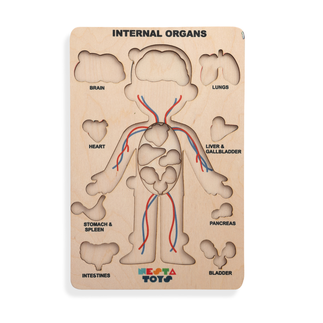 Buy Human Body Internal Organs Wooden Puzzle - SkilloToys.com
