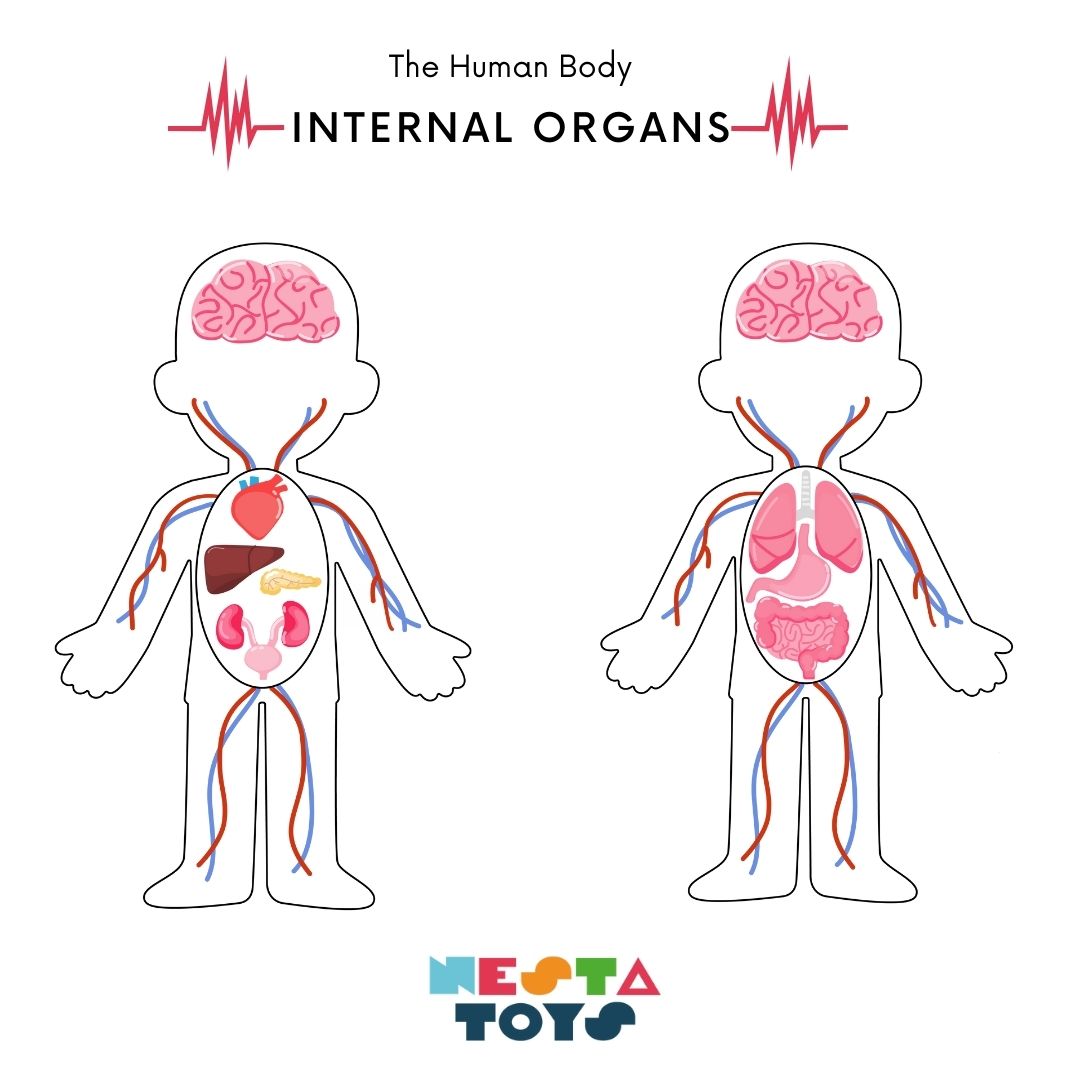 Buy Human Body Internal Organs Wooden Puzzle - SkilloToys.com