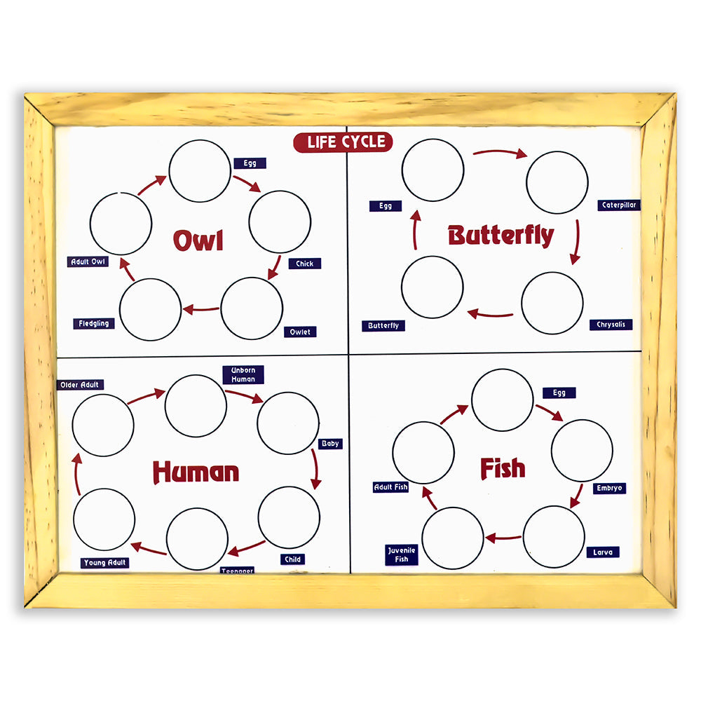 Buy Magnetic Life cycle - Covering 7 Life Cycles Activity - SkilloToys.com