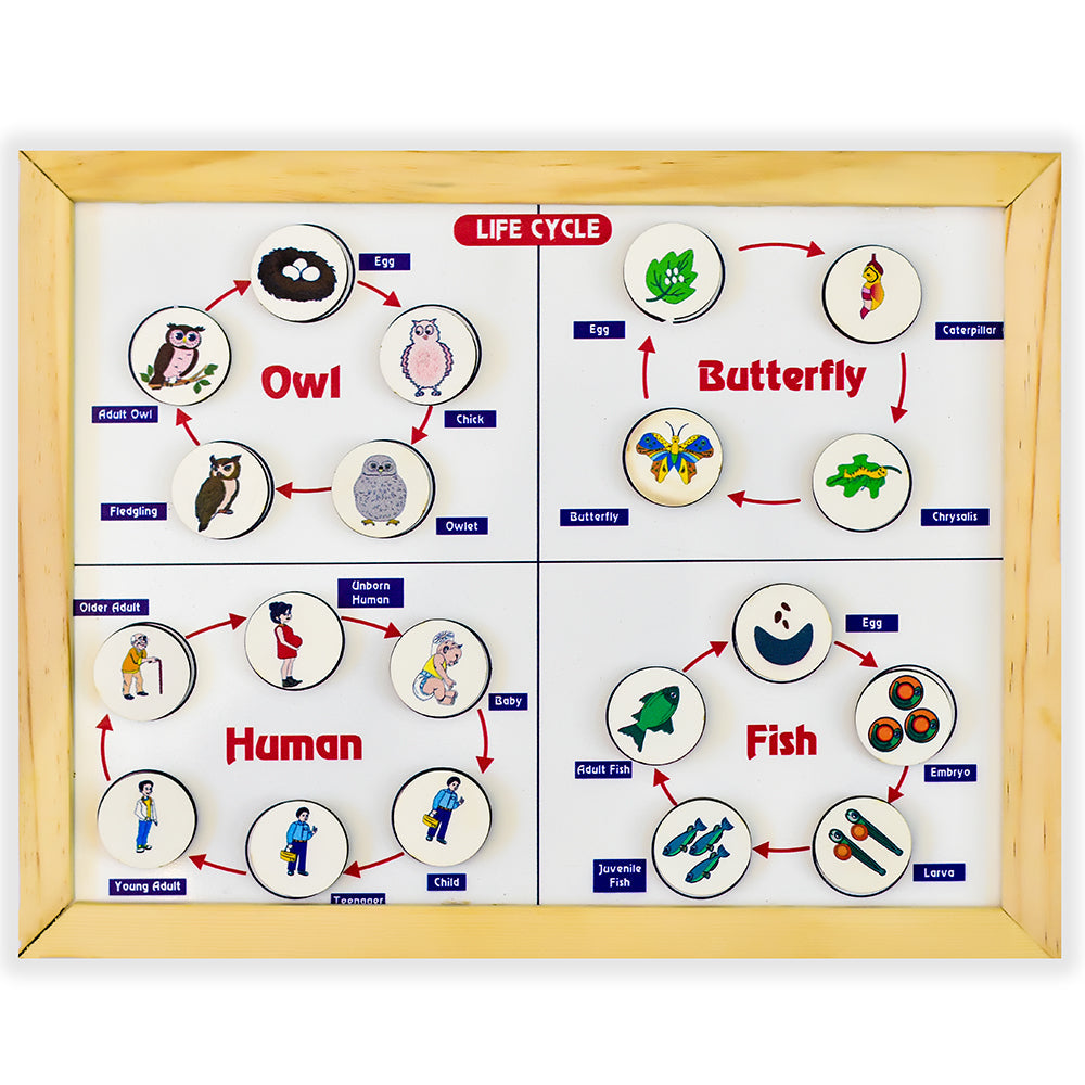 Buy Magnetic Life cycle - Covering 7 Life Cycles Activity - SkilloToys.com