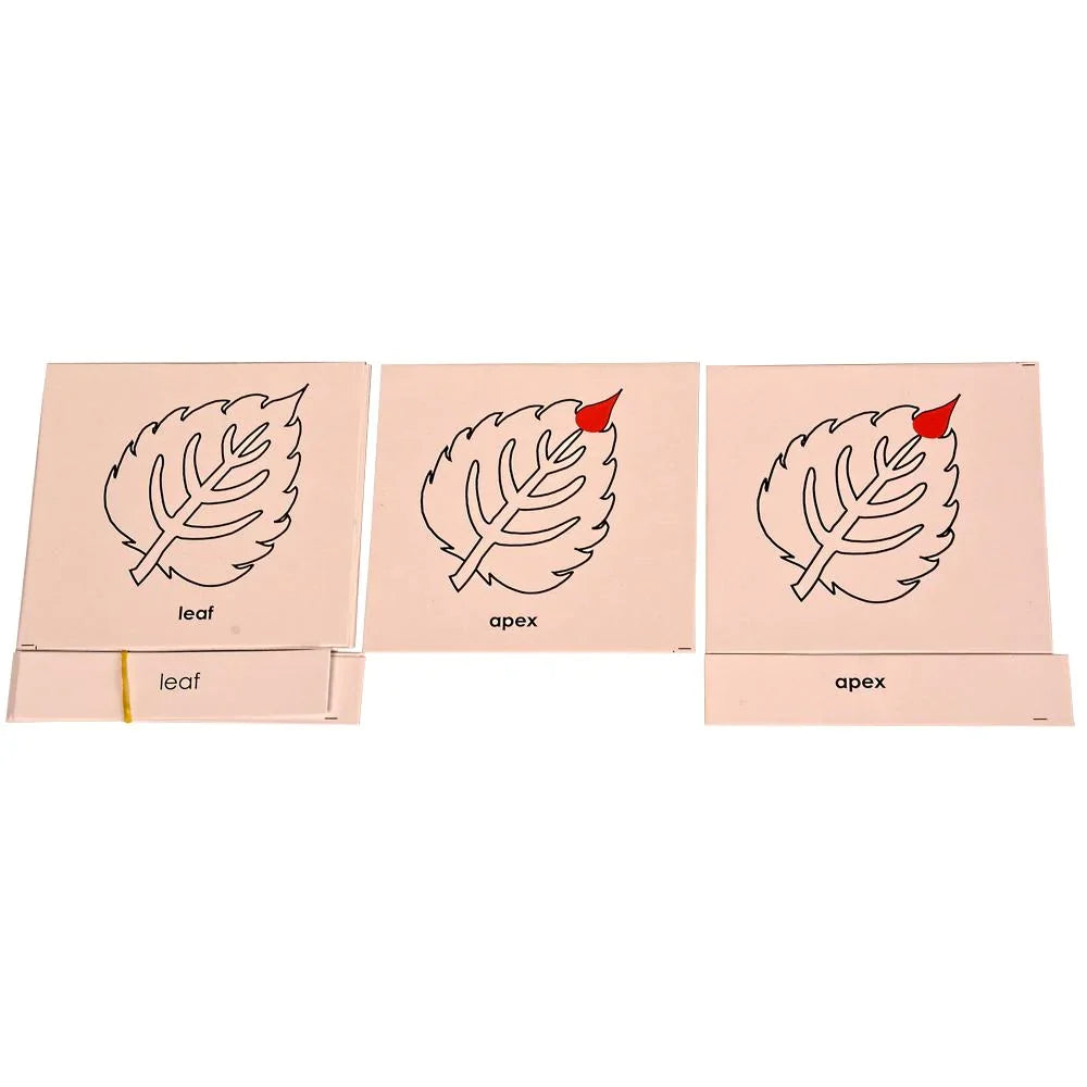 Montessori Nomenclature Cards Educational Toy - Parts of a Leaf