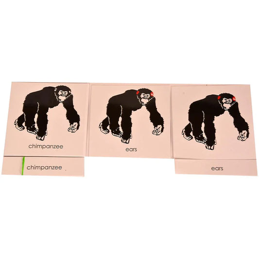 Montessori Nomenclature Learning Cards - Chimpanzee