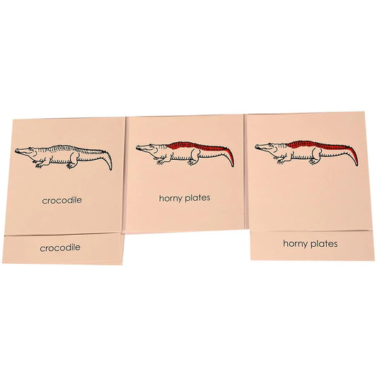 Montessori Nomenclature Learning Cards - Crocodile