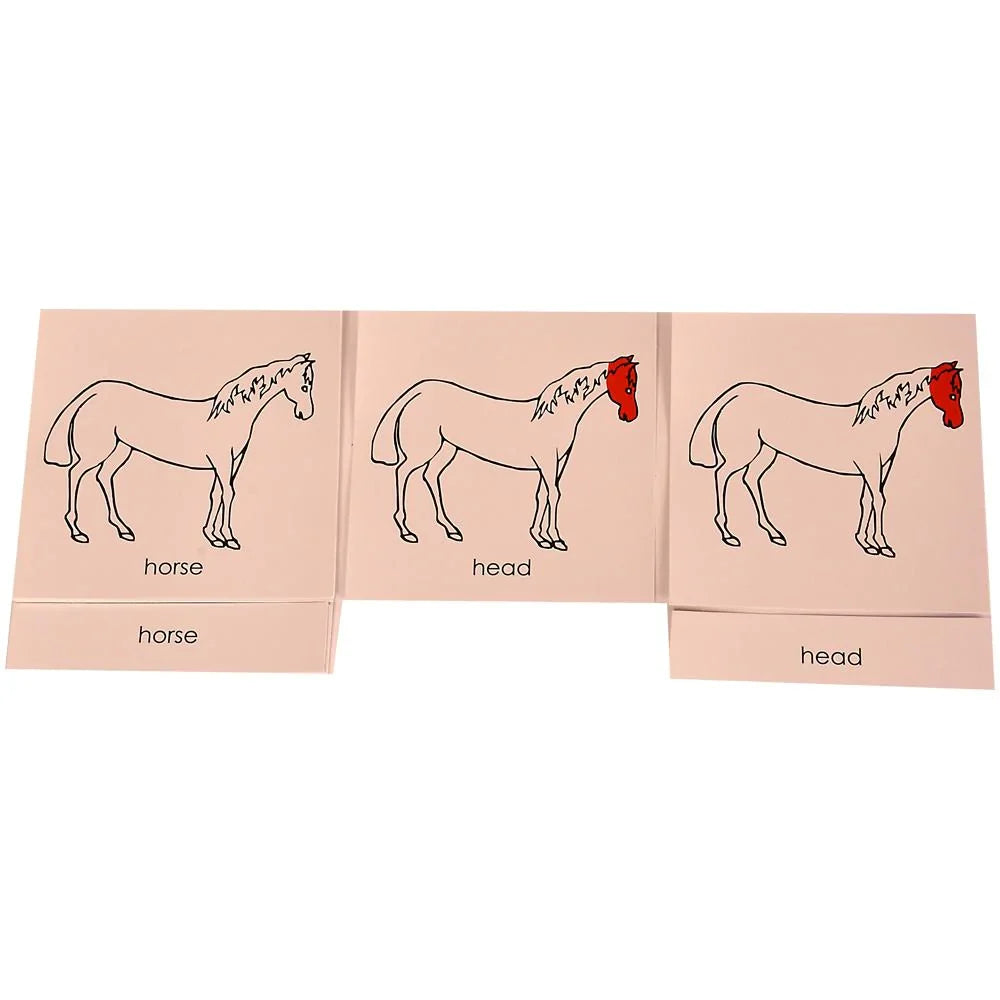 Montessori Nomenclature Learning Cards - Horse