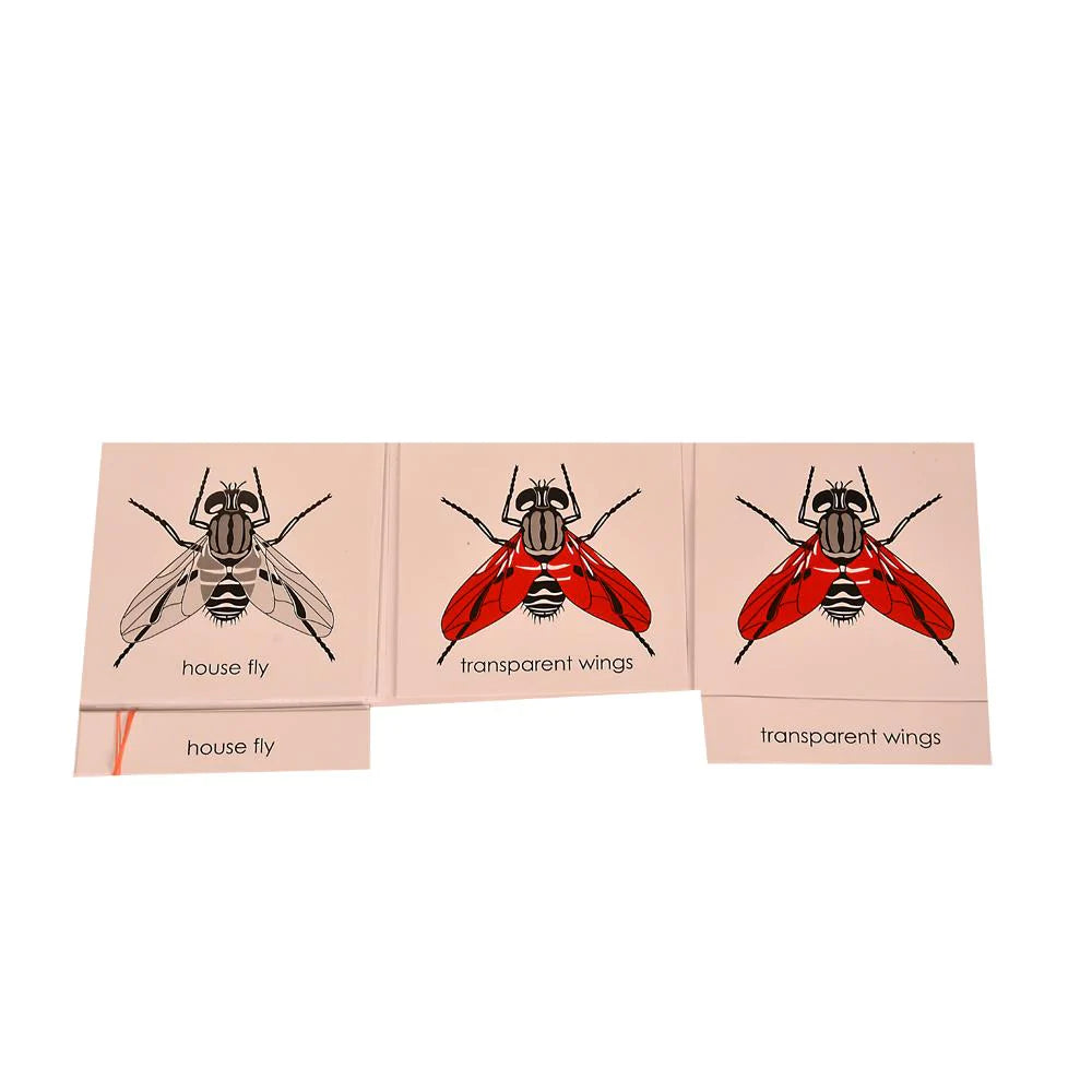 Montessori Nomenclature Learning Cards - Housefly