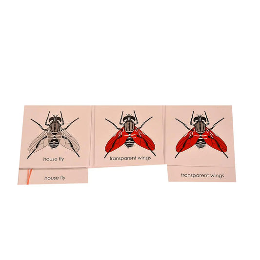 Montessori Nomenclature Learning Cards - Housefly