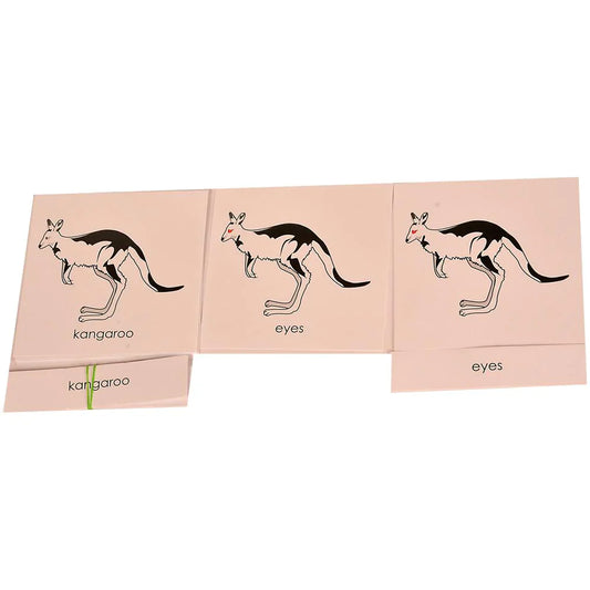 Montessori Nomenclature Learning Cards - Kangaroo