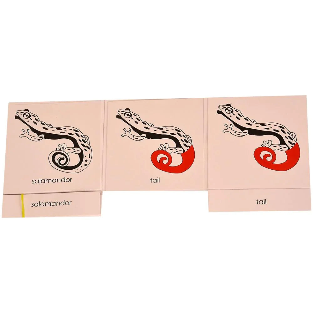 Montessori Nomenclature Learning Cards - Salamander
