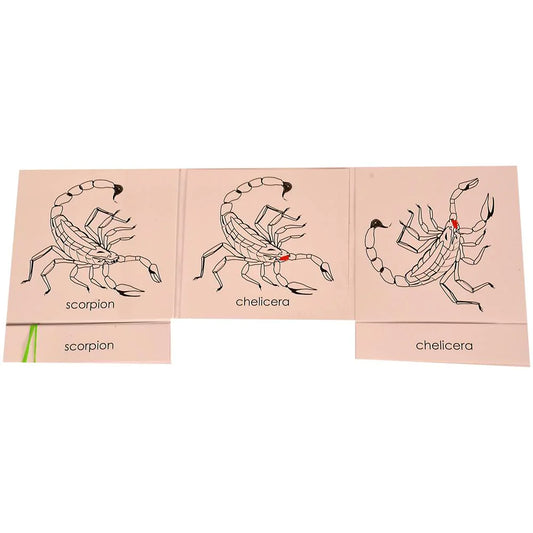 Montessori Nomenclature Learning Cards - Scorpion