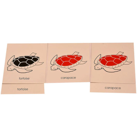Montessori Nomenclature Learning Cards - Tortoise