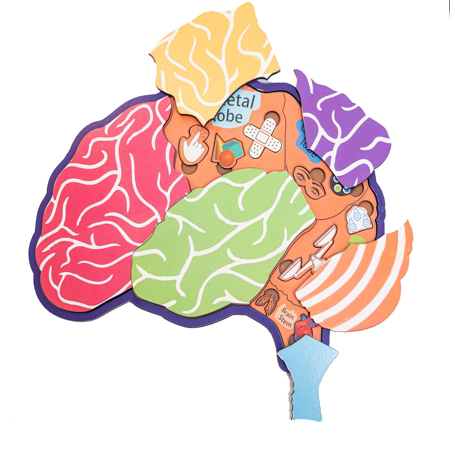 Anatomy of Brain Learning Board