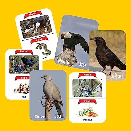 Birds Flash Card for Kids