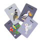 Birds Flash Cards For Kids - Pack of 24