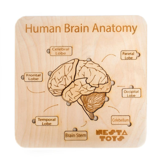 Human Brain Anatomy Puzzle for Kids