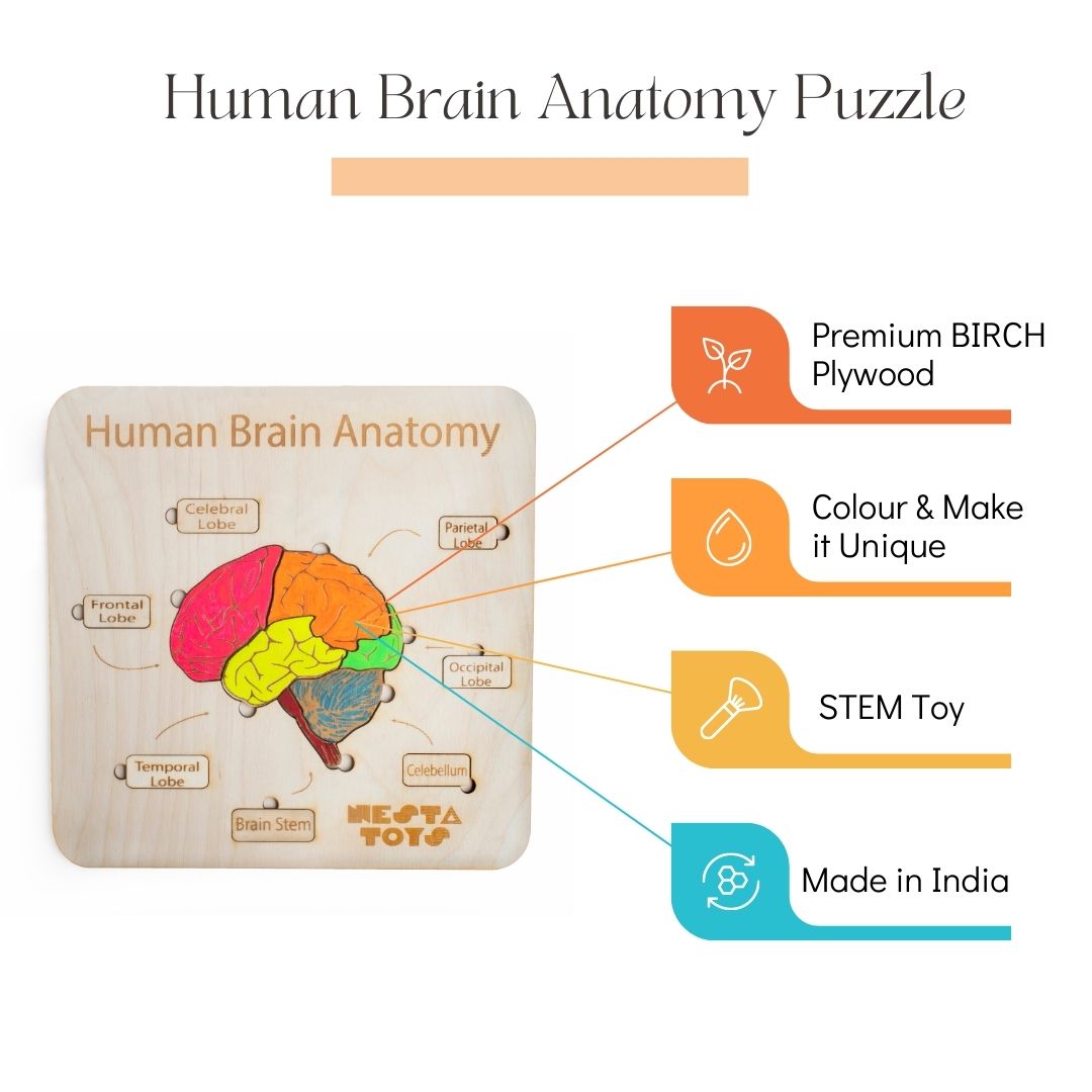 Human Brain Anatomy Puzzle for Kids