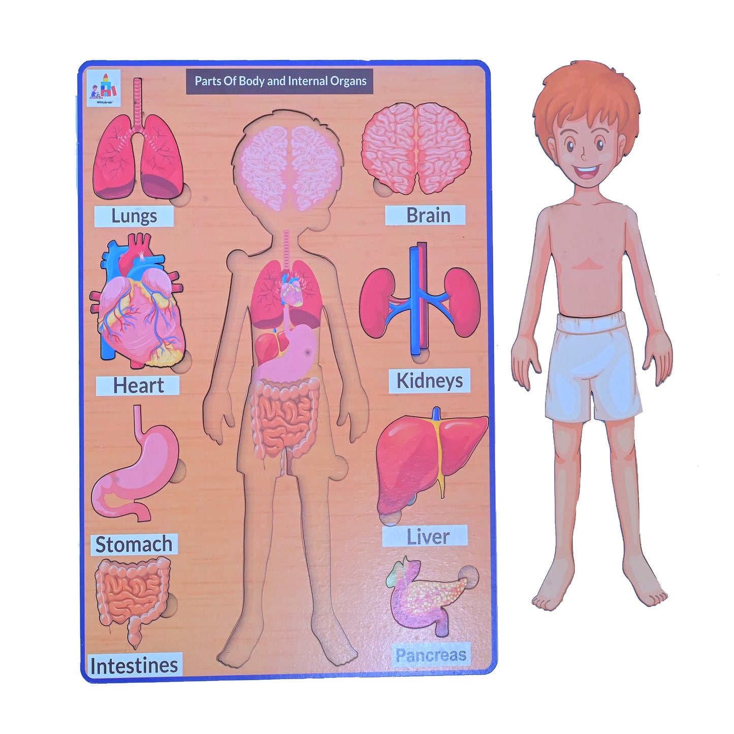 Internal Organs of Body Learning Board