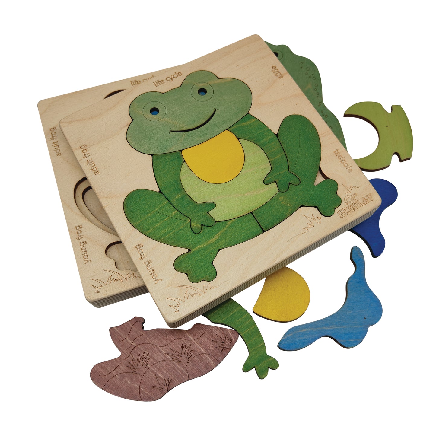 Wooden Life Cycle of a Frog