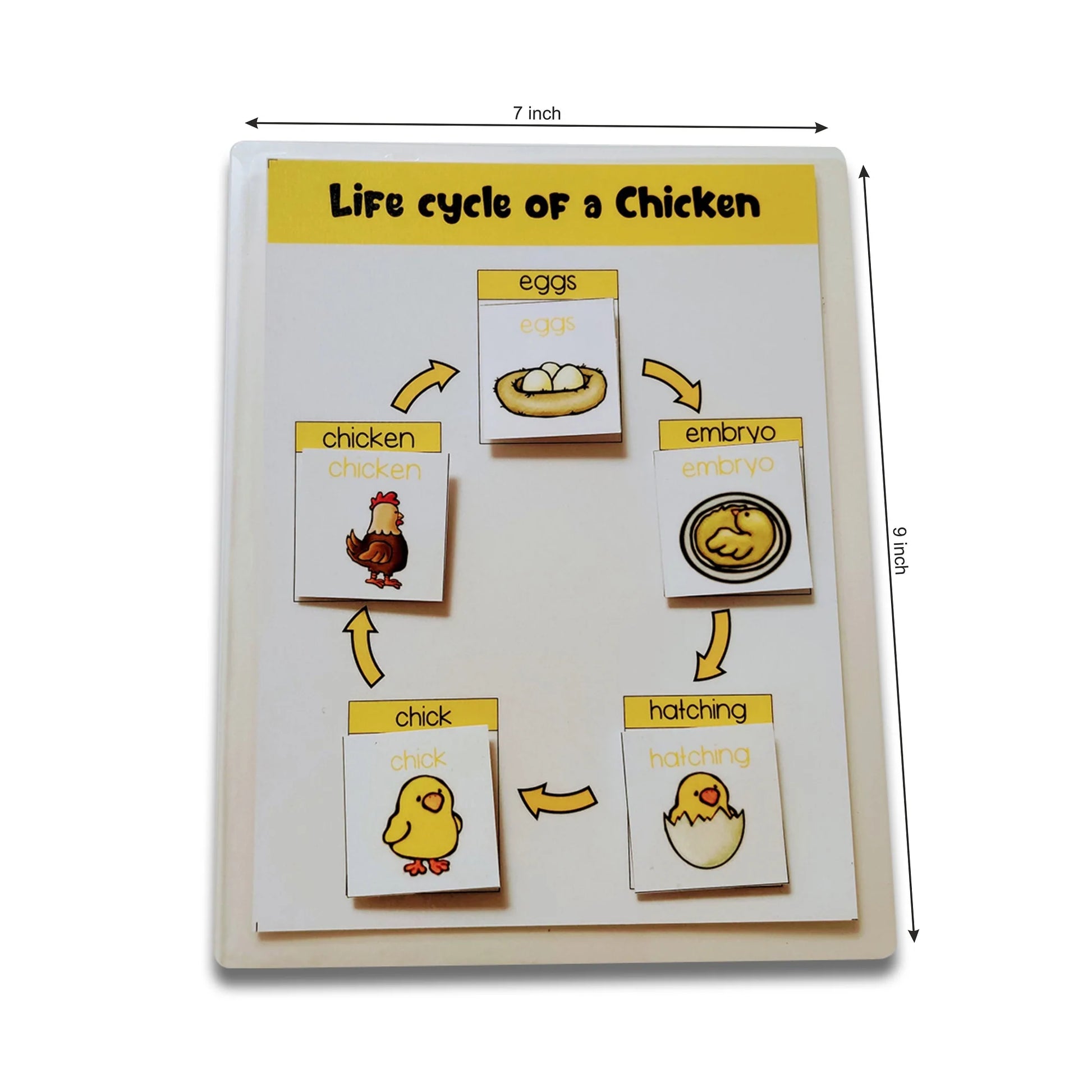 Buy 4 Lifecycle Activity (Bee, Butterfly, Frog and Chicken) - Dimensions - SkilloToys.com