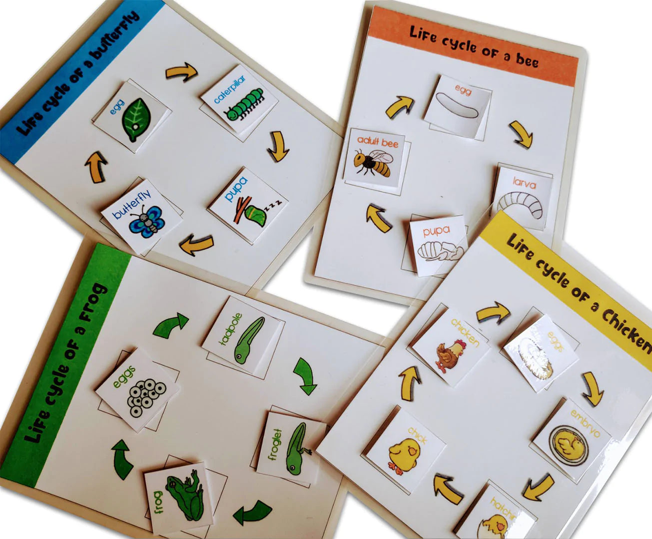 Buy 4 Lifecycle Activity (Bee, Butterfly, Frog and Chicken) - Fun Learning - SkilloToys.com