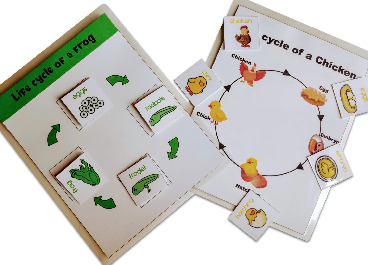 Buy 4 Lifecycle Activity (Bee, Butterfly, Frog and Chicken) - Laminated Cards - SkilloToys.com