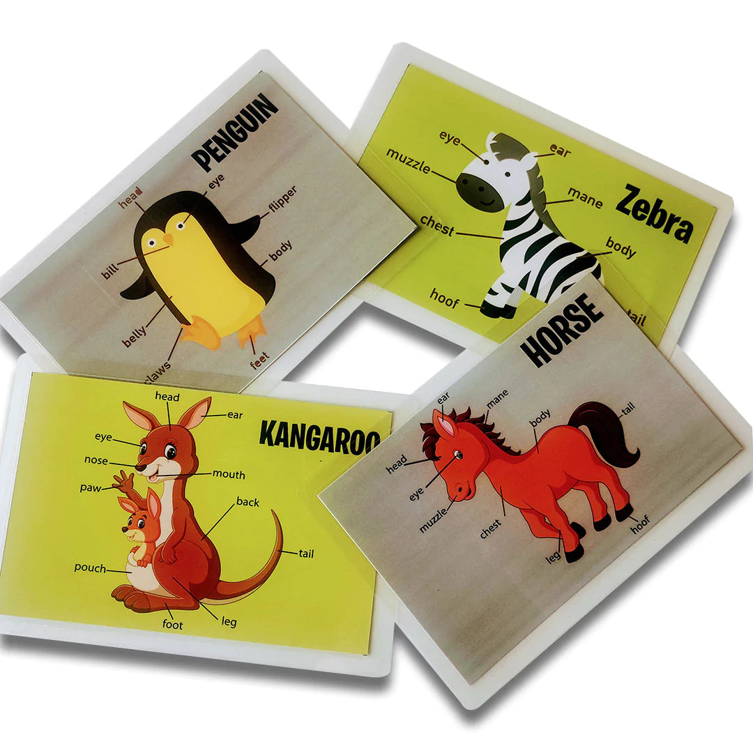 Buy Animal Body Parts Flashcards - Pack of 10 - Different Animals - SkilloToys.com