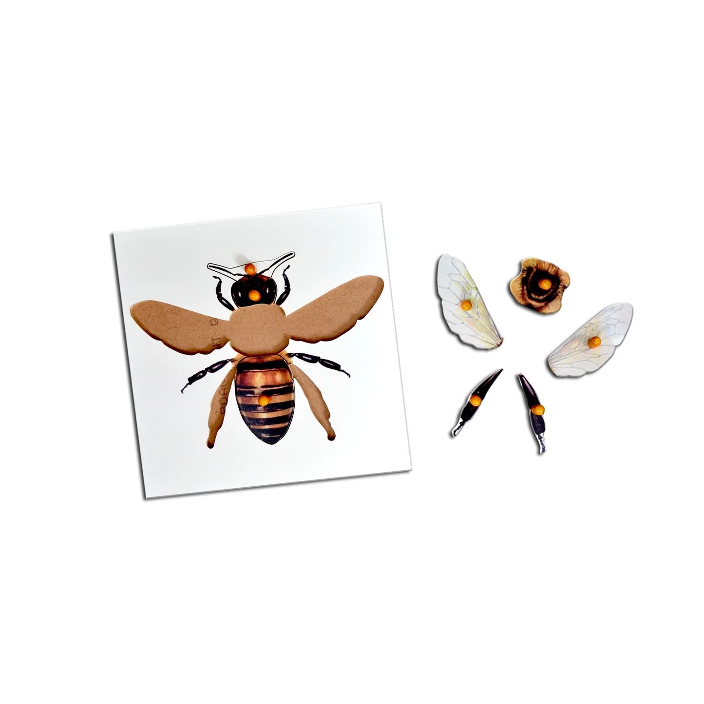 Buy Kidken Montessori Wooden Pegged Learning Board - Bee - Cutout - SkilloToys.com