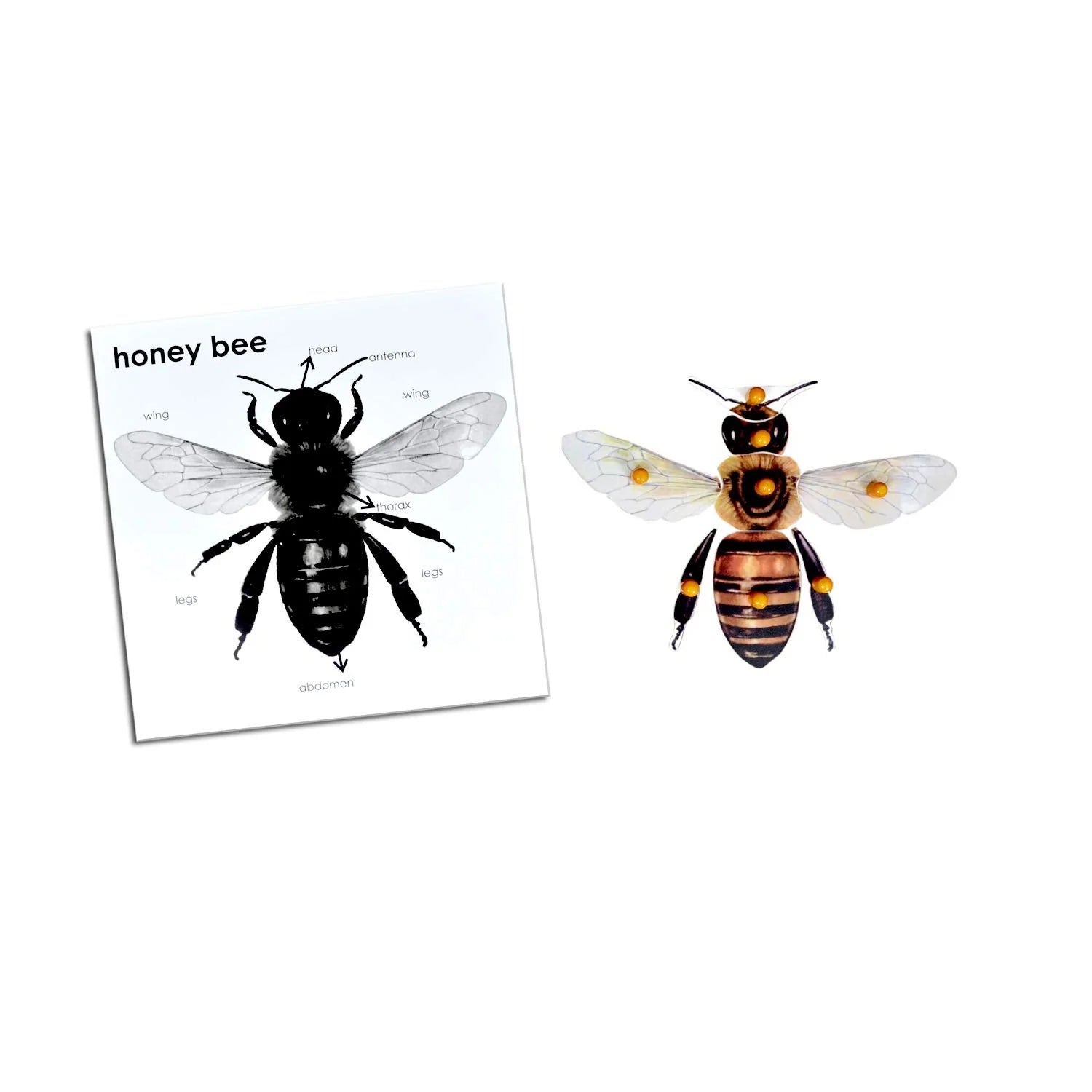 Buy Kidken Montessori Wooden Pegged Learning Board - Bee - Cutout Benefits - SkilloToys.com