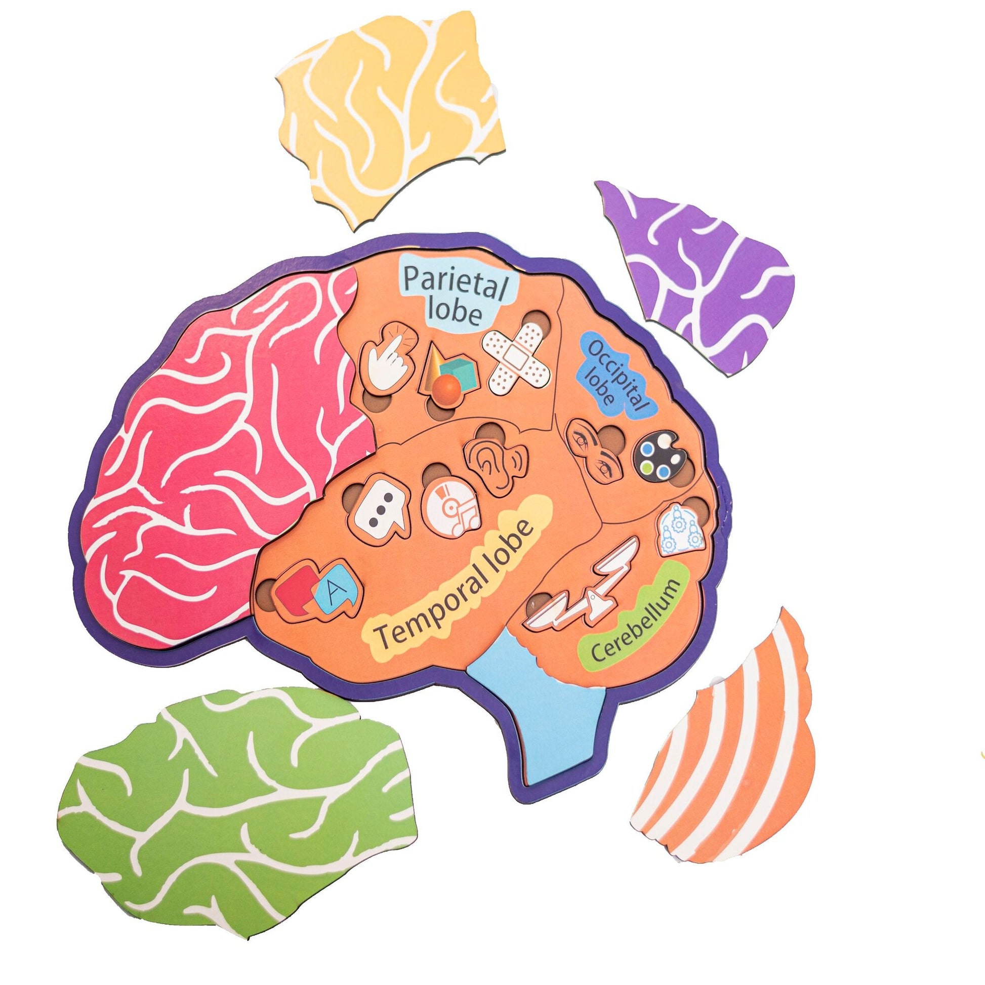 Buy Anatomy of Brain Learning Board - SkilloToys.com