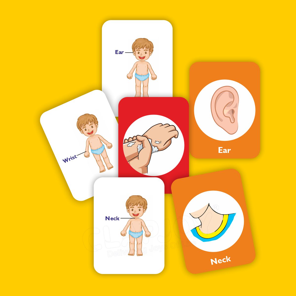 Buy Body Parts Flash Card for Kids - SkilloToys.com
