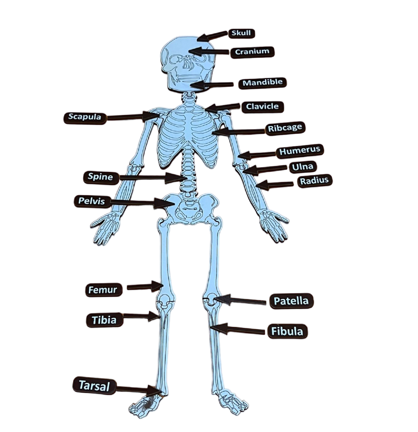 Buy DIY Skeletal System Learning Board for Kids - SkilloToys.com