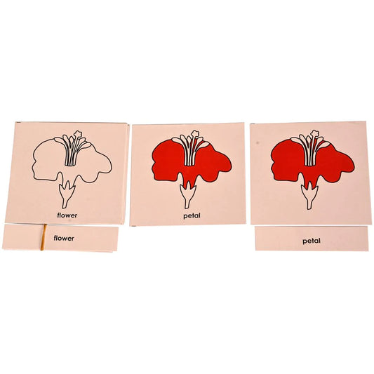 Buy Kidken Montessori Nomenclature Cards Educational Toy - Parts of a Flower - SkilloToys.com