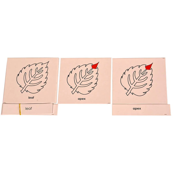 Buy Kidken Montessori Nomenclature Cards Educational Toy - Parts of a Leaf - SkilloToys.com