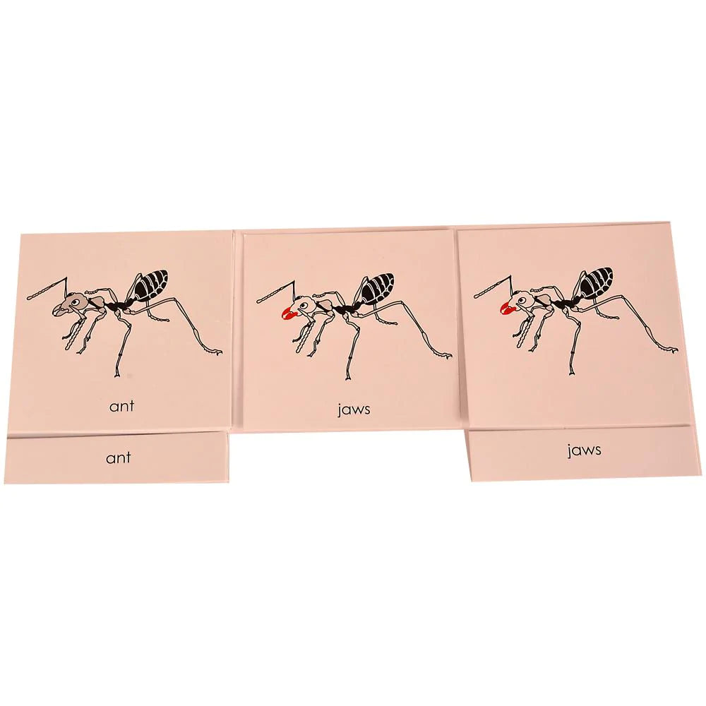 Buy Kidken Montessori Nomenclature Learning Cards - Ant - SkilloToys.com